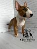 Photo №1. bull terrier - à vendre en ville de Paris | 2300€ | Annonce №44737