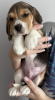 Photo №1. beagle - à vendre en ville de New york | 265€ | Annonce №100238