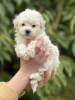 Photos supplémentaires: Chiot Maltipoo