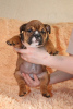 Photo №2 de l'annonce № 11210 de la vente bulldog anglais - acheter à Fédération de Russie annonce privée