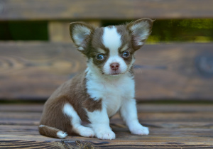 Photo №3. Chihuahua luxueux. Fédération de Russie