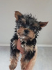 Photo №4. Je vais vendre yorkshire terrier en ville de Saarbrücken. annonce privée - prix - 265€