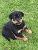 Photo №1. rottweiler - à vendre en ville de San Jose | 473€ | Annonce №100350