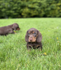 Photo №2 de l'annonce № 100224 de la vente chien bâtard - acheter à Allemagne annonce privée