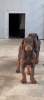 Photos supplémentaires: Chiots Dobermann à vendre