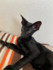 Photo №2 de l'annonce № 32611 de la vente oriental shorthair - acheter à Turquie annonce privée