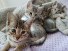 Photo №3. Chatons Savannah dressés en bonne santé pour adoption maintenant. USA