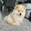 Photo №1. chow-chow - à vendre en ville de Prague | négocié | Annonce №78581