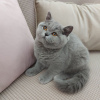 Photo №4. Je vais vendre british shorthair en ville de Varna. de la fourrière - prix - 1700€