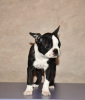 Photos supplémentaires: Chiots boston terrier à vendre