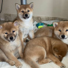 Photo №1. shiba - à vendre en ville de Kiev | négocié | Annonce №33082