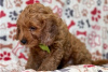 Photo №3. Beaux chiots Cavapoo Pour adoption gratuite. Allemagne