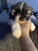 Photo №2 de l'annonce № 123442 de la vente shih tzu - acheter à Allemagne annonce privée