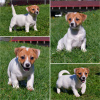 Photos supplémentaires: Réservation des chiots Jack Russell du chenil pour mai-juin