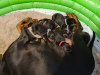 Photos supplémentaires: Потрясающий помет крупных черно-подпалых щенков доберманов