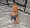 Photos supplémentaires: Chiots Boxer à adopter