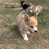 Photo №1. welsh corgi - à vendre en ville de Никосия | négocié | Annonce №79585