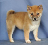 Photo №1. shiba - à vendre en ville de Juist | 312€ | Annonce №119046