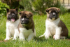 Photo №1. akita (chien), akita américain - à vendre en ville de Center District | Gratuit | Annonce №98526