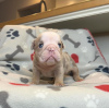 Photo №1. bulldog anglais - à vendre en ville de Liberec | négocié | Annonce №111760