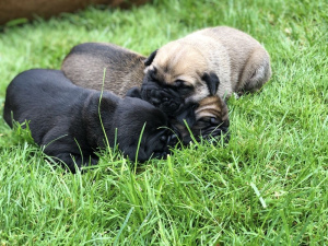 Photo №1. cane corso - à vendre en ville de Kiev | 1500€ | Annonce №3256