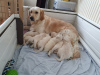 Photo №4. Je vais vendre golden retriever en ville de Corres. annonce privée, éleveur - prix - 400€