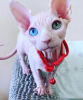 Photo №1. sphynx - à vendre en ville de Charleroi | Gratuit | Annonce № 123977