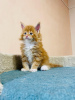 Photo №1. maine coon - à vendre en ville de Passau | 400€ | Annonce № 125716