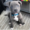 Photo №1. american pit bull terrier - à vendre en ville de Штутгарт | négocié | Annonce №127430