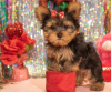 Photo №1. yorkshire terrier - à vendre en ville de Aalst | 615€ | Annonce №55878