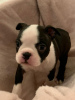 Photo №3. Adorables chiots Boston Terrier en adoption gratuite. Allemagne