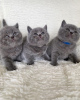 Photo №2 de l'annonce № 84178 de la vente british shorthair - acheter à La finlande annonce privée