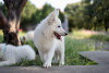 Photos supplémentaires: Chiots Berger Blanc Suisse à vendre