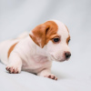 Photo №1. jack russell terrier - à vendre en ville de Budapest | 440€ | Annonce №100287