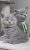 Photo №1. british shorthair - à vendre en ville de Helsinki | Gratuit | Annonce № 164900
