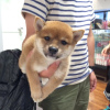 Photo №1. shiba - à vendre en ville de Tampere | négocié | Annonce №90695