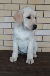 Photo №2 de l'annonce № 3889 de la vente labrador retriever - acheter à Fédération de Russie de la fourrière, éleveur