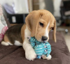 Photo №1. beagle - à vendre en ville de Bremen | 380€ | Annonce №97037