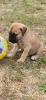 Photos supplémentaires: Chiots Bullmastiff