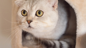 Photo №1. scottish fold - à vendre en ville de Marseille | 903€ | Annonce № 305