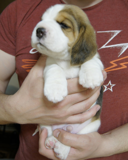 Photo №1. beagle - à vendre en ville de Lipetsk | Négocié | Annonce №1966