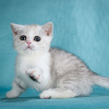 Photo №3. Chatons Munchkin. Allemagne