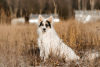 Photo №1. chien bâtard - à vendre en ville de Москва | Gratuit | Annonce №97847