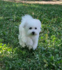 Photo №1. bichon à poil frisé - à vendre en ville de Belgrade | négocié | Annonce №111838