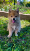 Photos supplémentaires: Pomsky MAGNIFIQUES chiots