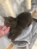 Photo №4. Je vais vendre british shorthair en ville de Bremen. annonce privée, éleveur - prix - 350€