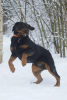 Photo №4. Je vais vendre rottweiler en ville de Saint-Pétersbourg. annonce privée - prix - Gratuit