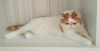 Photo №2 de l'annonce № 62411 de la vente exotic shorthair - acheter à Biélorussie éleveur