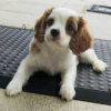 Photo №1. cavalier king charles spaniel - à vendre en ville de Berlin | Gratuit | Annonce №127155