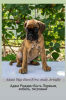 Photos supplémentaires: Chiots Boxer allemand du Club